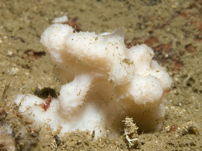 Dictyonella obtusa